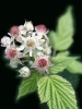 raspberry_blossoms