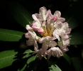 Rhododendron_blossoms