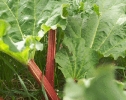 Rhubarb_in_May