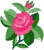 Rose_and_leaves_T