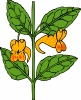 Spotted_jewelweed__Impatiens_capensis_T
