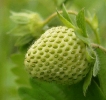 strawberry_green