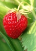 strawberry_ripe