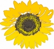 sunflower_bold_graphic_T