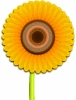 sunflower_design_T