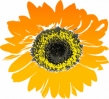 sunflower_going_orange_T