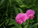 Sweet_Pea_blossoms__Lathyrus_odoratus