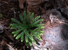 Tree_Groundpine__Lycopodium_obscurum__young_plant