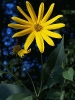 Woodland_Sunflower__Helianthus_divaricatus_800
