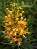 Yellow-fringed_Orchid__Platanthera_Ciliaris