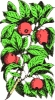 apples_on_a_branch