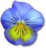 blue_and_yellow_flower
