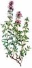 Breckland_Thyme