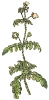 Calceolaria_pinnata