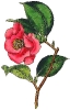 Camellia_Japonica