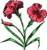 carnation