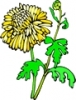 Chrysanthemum_1