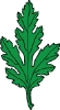 chrysanthemum_leaf