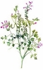 Common_Fumitory