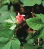 cotton_plant_flower