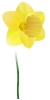 daffodil_03