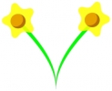 daffodils_pair