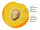 Drupe_peach_fruit_diagram