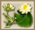 Egyptian_Water_Lily