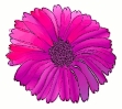 flower_pink_purple