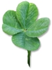 four_leaf_clover_picture