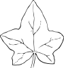 ivy_leaf_2