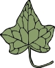ivy_leaf_5