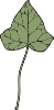 ivy_leaf_7