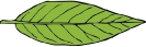 lanceolate_leaf_2