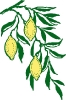 lemon_branch