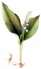 Lily_of_the_Valley_2