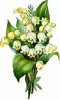 lily_of_the_valley_3