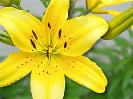 lily_yellow_stylized