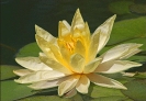lotus_blossom_in_balboa_Park