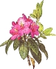 Mountain_American_Rhododendron
