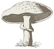 mushroom_2