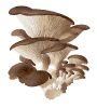 mushrooms_illustrated_2