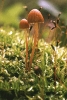 mushrooms_in_moss
