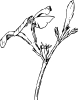 oleander_flower_and_bud_BW