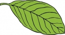 oval_leaf