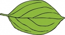 oval_leaf_2