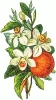 peach_blossom_2