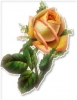 pink_and_yellow_rose_1
