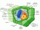 Plant_cell_structure