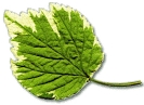 poplar_leaf